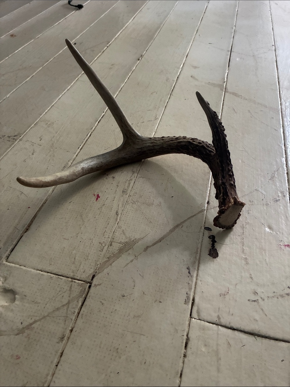 NATURALLY SHED WILD DEER ANTLER (HORN, KNIFE, CARVING, CHEW, TAXIDERMY)